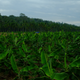 Banana farming.